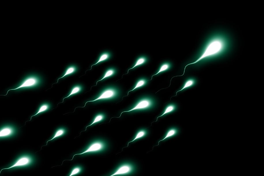 spermatozoïdes pour tomber enceinte